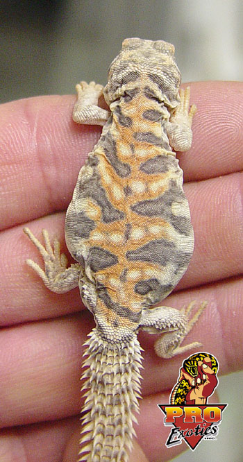 Ornate Uro baby