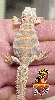 Ornate Uro baby
