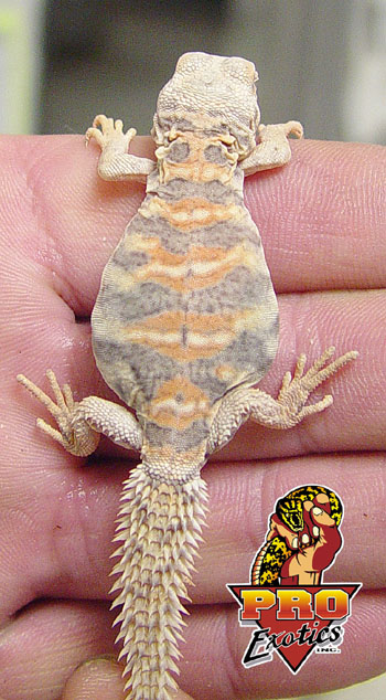 Ornate Uro baby
