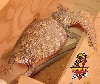Ornate Uro gravid