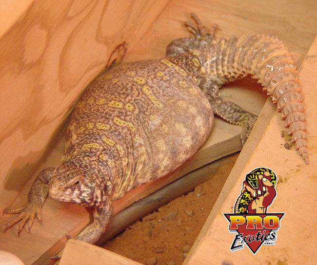 Ornate Uro gravid
