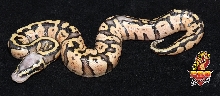 Pastel Desert Ball