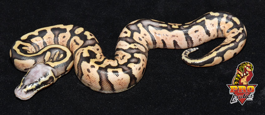 Pastel Desert Ball