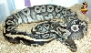 Phantom ball ovulation