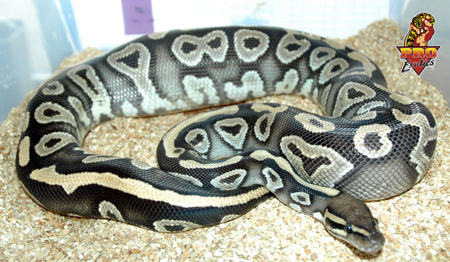 Phantom ball ovulation