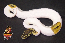 Pied Ball python male