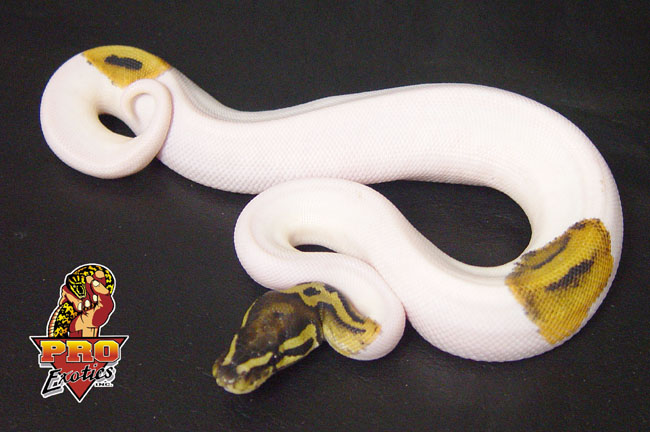 Pied Ball python male