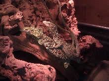 Prasinus Green Tree Monitors copping