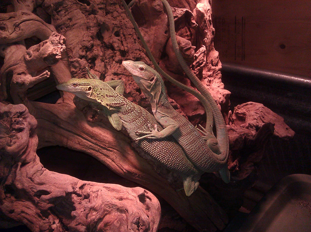 Prasinus Green Tree Monitors copping