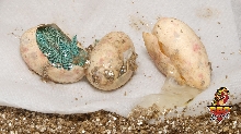 Prasinus Green Tree Monitor hatching