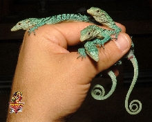 Prasinus Green Tree Monitor hatchlings