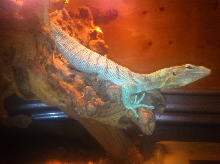 Prasinus Green Tree Monitor gravid female