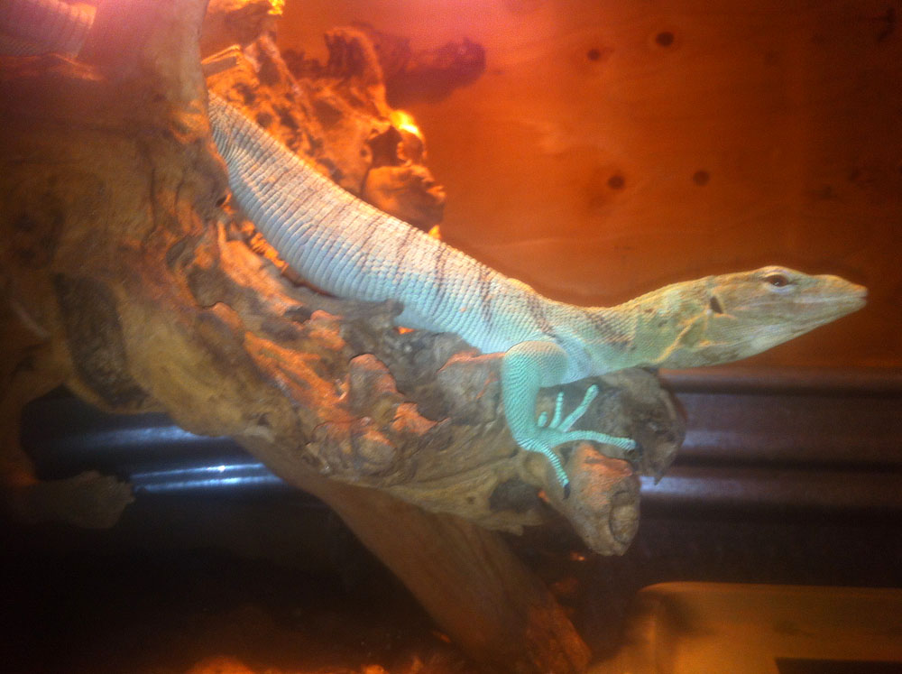 Prasinus Green Tree Monitor gravid female