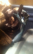 Prasinus Green Tree Monitor gravid female