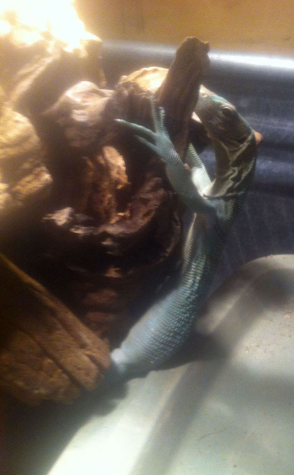 Prasinus Green Tree Monitor gravid female