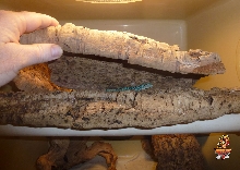 Green Tree Monitor prasinus