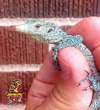 Prasinus Green Tree Monitor hatching