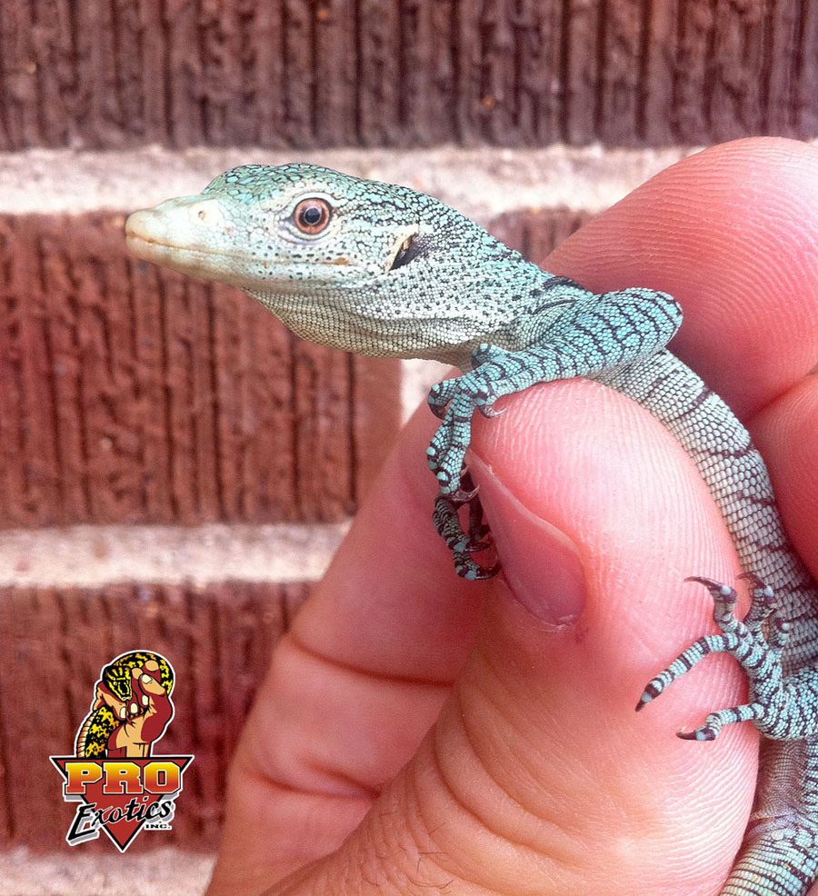 Prasinus Green Tree Monitor hatching