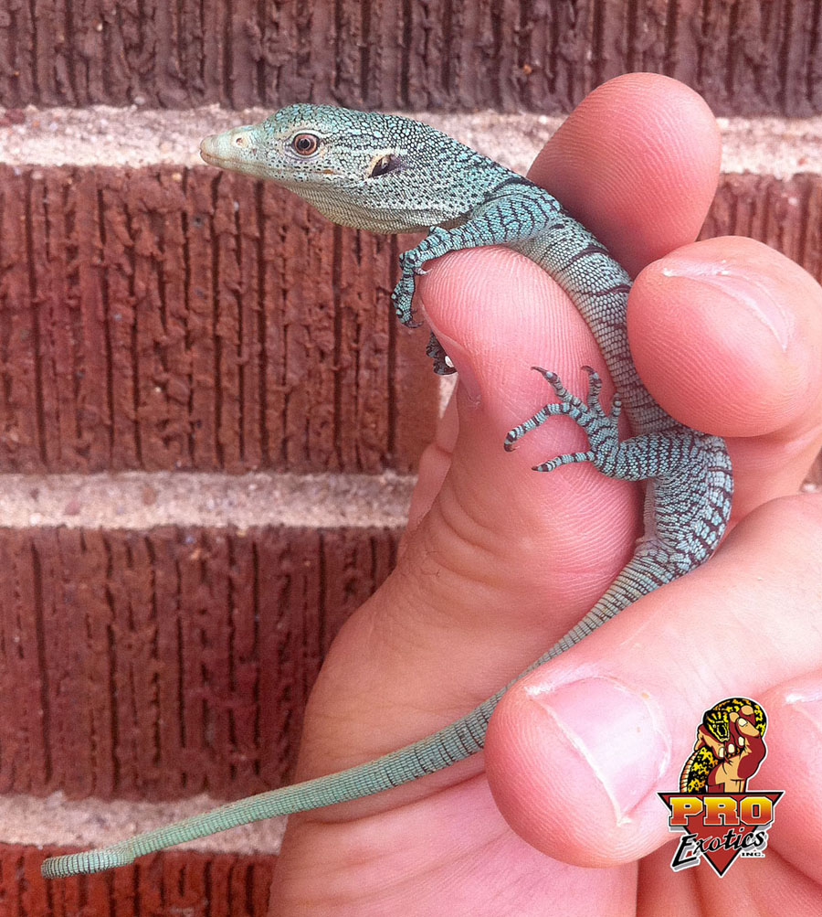 Prasinus Green Tree Monitor hatching