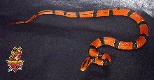 Porphyraceus pulchra