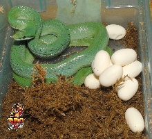 Rhino ratsnake female with eggs