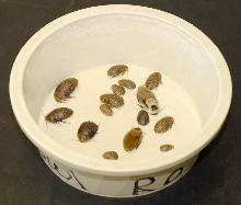 roach feeder bowl