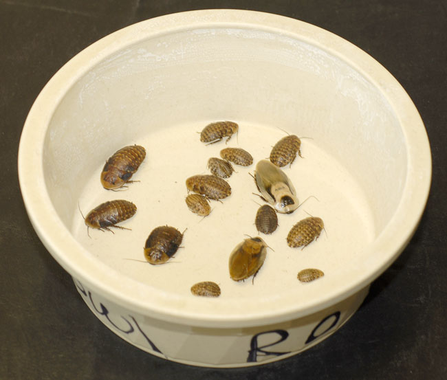 roach feeder bowl