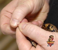 Ball python male popped