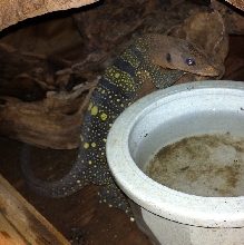Spinulosis monitor