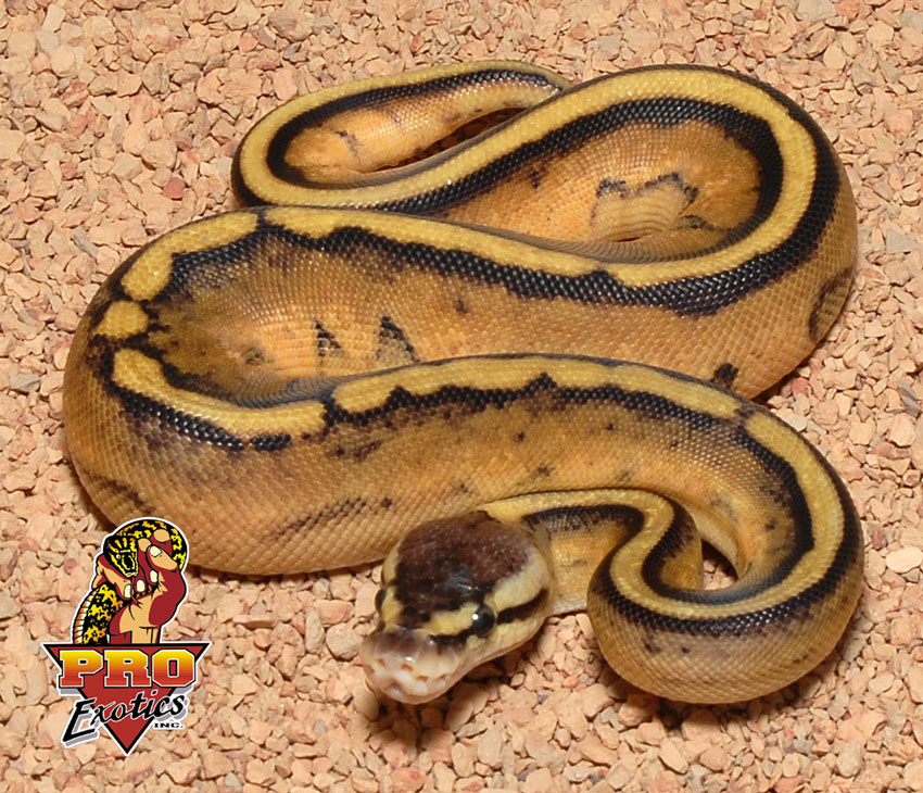 Pastel Stripe ball