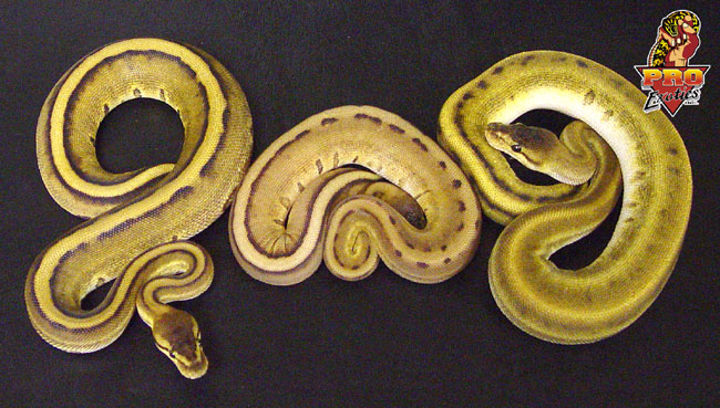 Genetic Stripe Balls