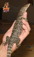 Sumatran Water Monitor A3