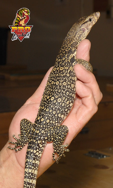 Sumatran Water Monitor A3