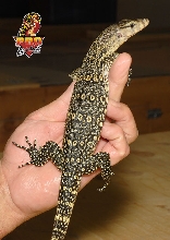 Sumatran Water Monitor A4f