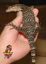 Sumatran Water Monitor A5