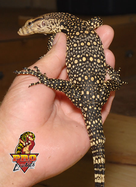 Sumatran Water Monitor A5