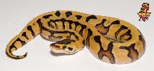Tiger het Albino ball python
