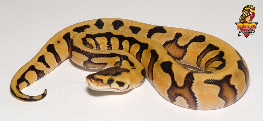 Tiger het Albino ball python