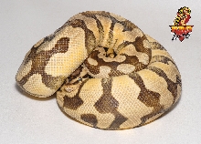 Tiger Pastel Ball