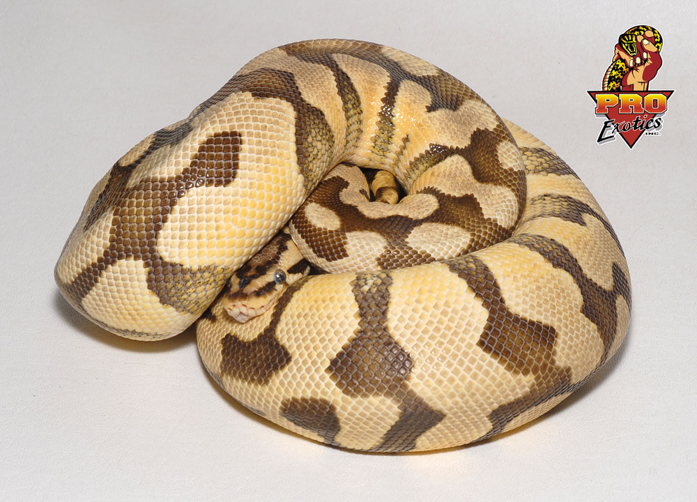 Tiger Pastel Ball