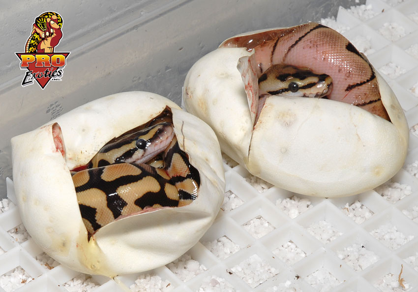Tiger x Spider clutch