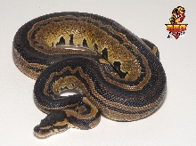 Tri Stripe maybe
