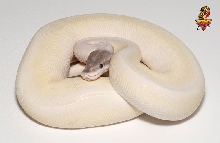 White Tiger Ball python