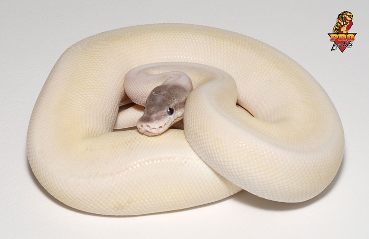 White Tiger Ball python