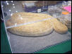 Albino Argentine