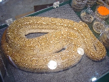 Albino Argentine