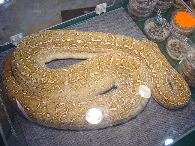 Albino Argentine