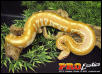 Albino Red Blood python