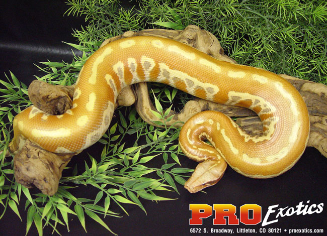 Albino Red Blood python