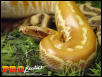 Albino Red Blood python